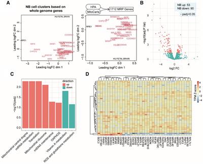 Mitochondria-associated gene expression perturbation predicts clinical outcomes and shows potential for targeted therapy in neuroblastoma